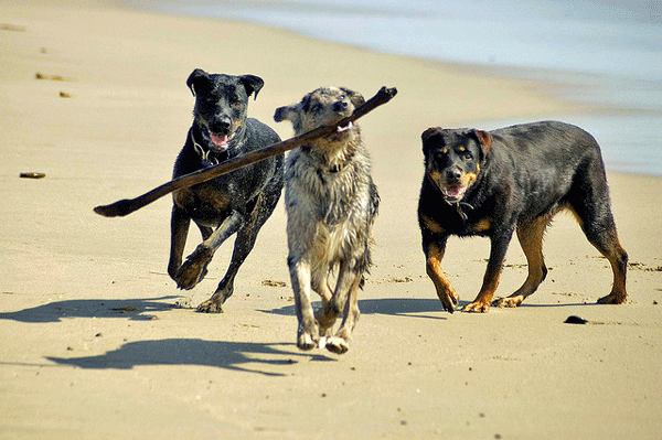 3 dogs on a beach