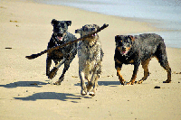 3 dogs on beach