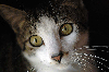 Charlie the cat