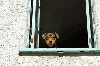little dog in window