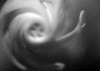 infrared flower