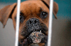 brown dog in shelter