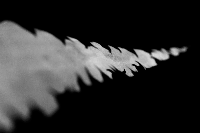 infrared cactus pic