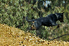 black dog jumps