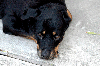 Pretty Rottweiler