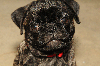 Pepper the pug