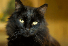 black long hair cat