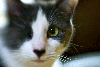 1 eyed cat