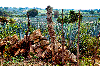Tequila, Mexico
